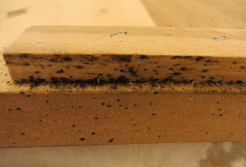 chenille processionnaire à